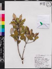 Miconia grisebachiana image