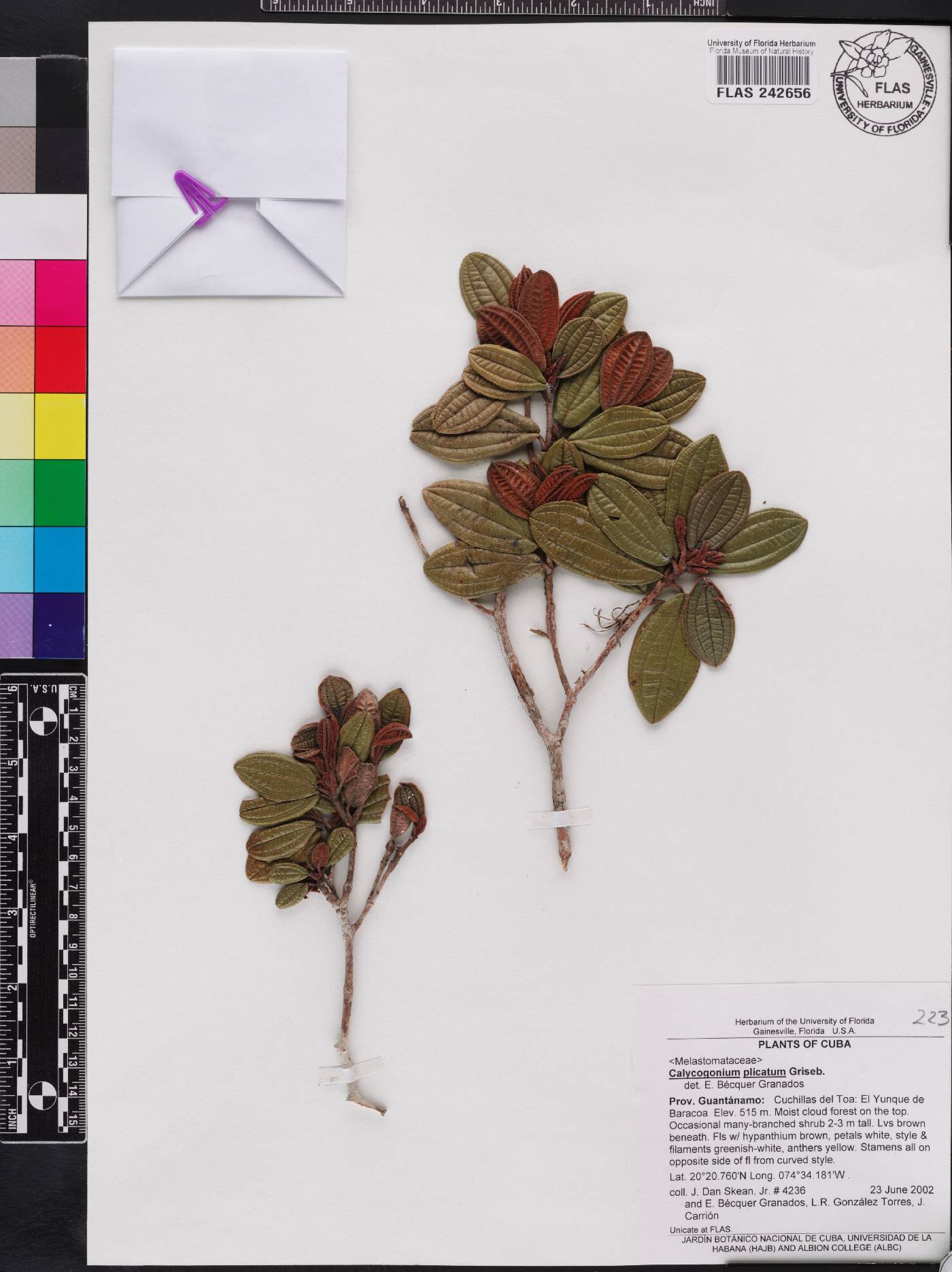 Miconia plicata image