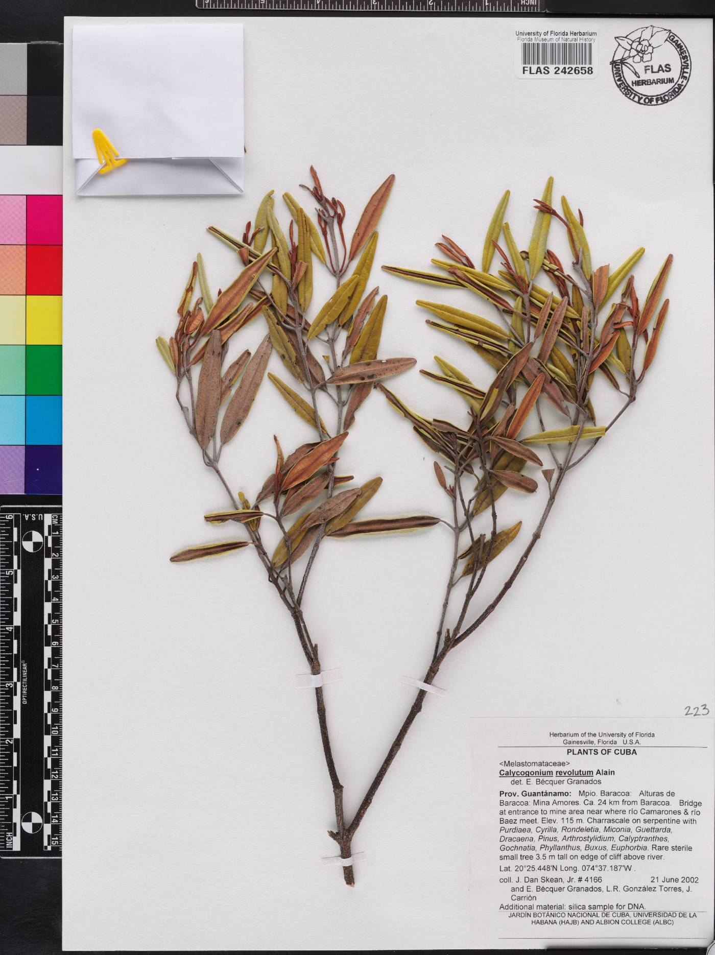 Miconia perezii image