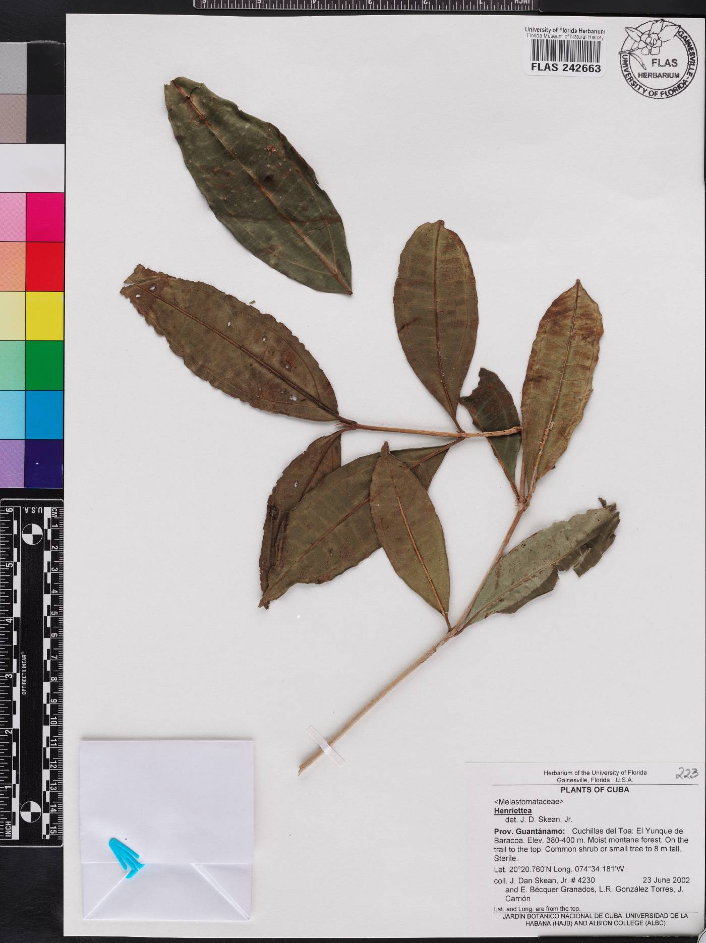 Henriettea punctata image