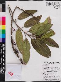 Miconia haemantha image