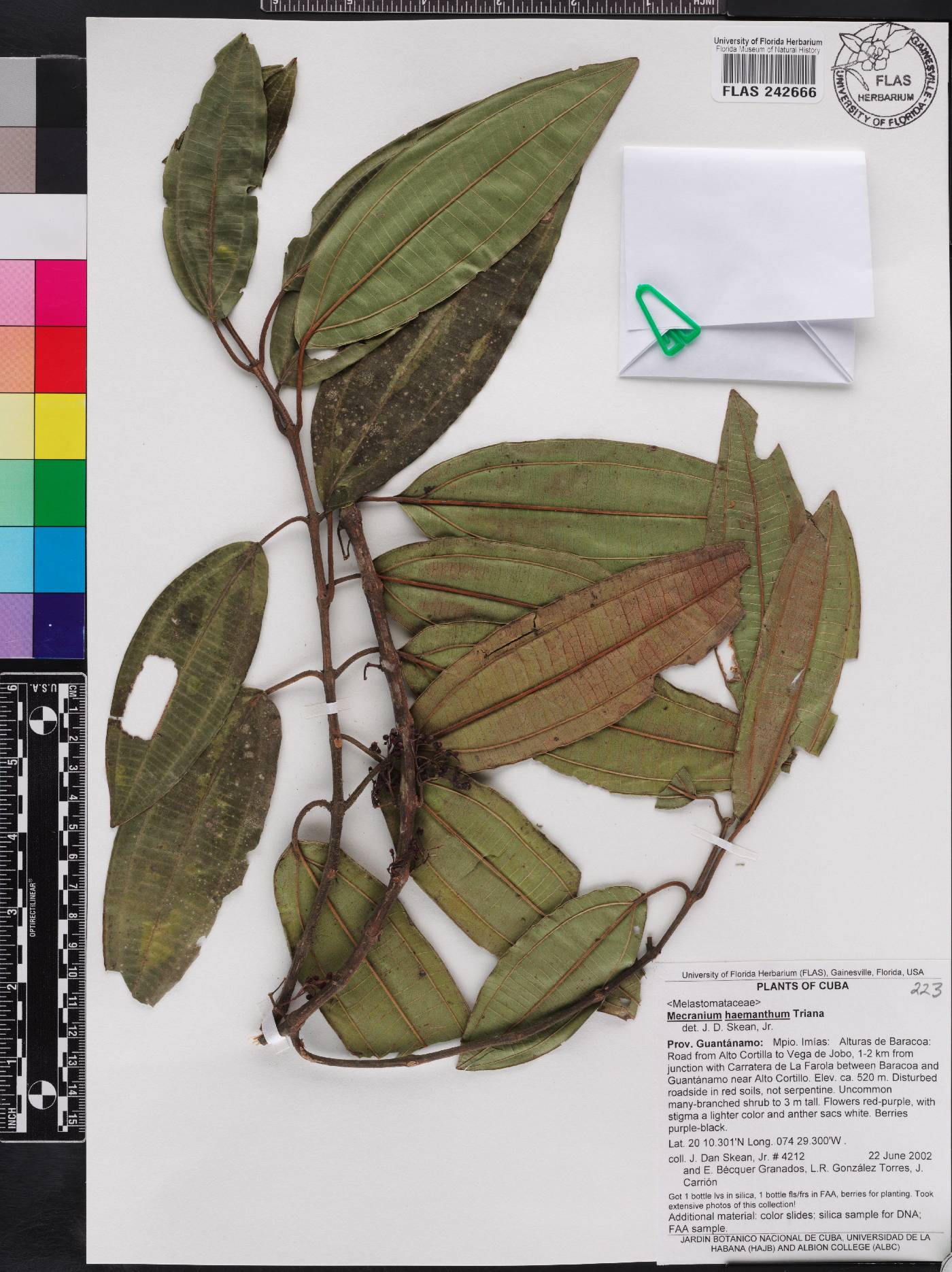 Miconia haemantha image