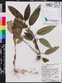 Miconia haemantha image