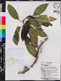 Miconia haemantha image
