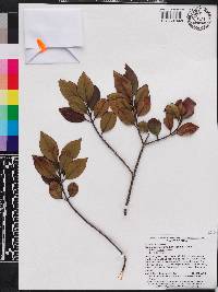 Miconia antillana image