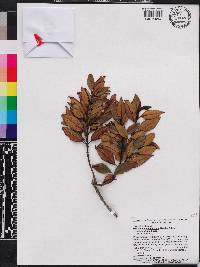 Miconia antillana image