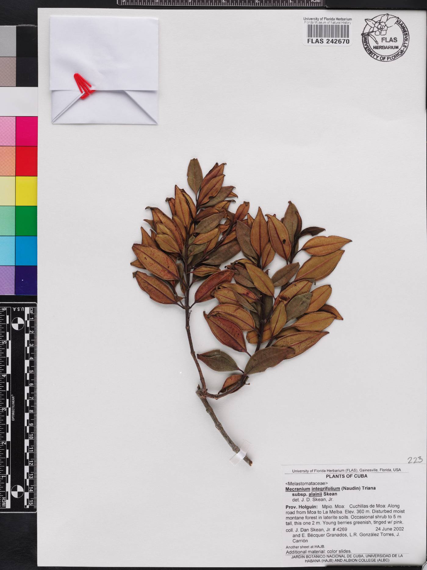 Miconia antillana subsp. alainii image