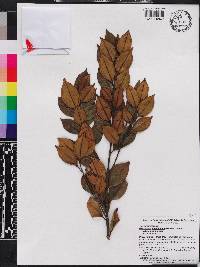 Miconia antillana image