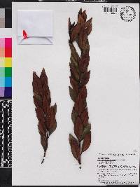 Miconia antillana subsp. alainii image