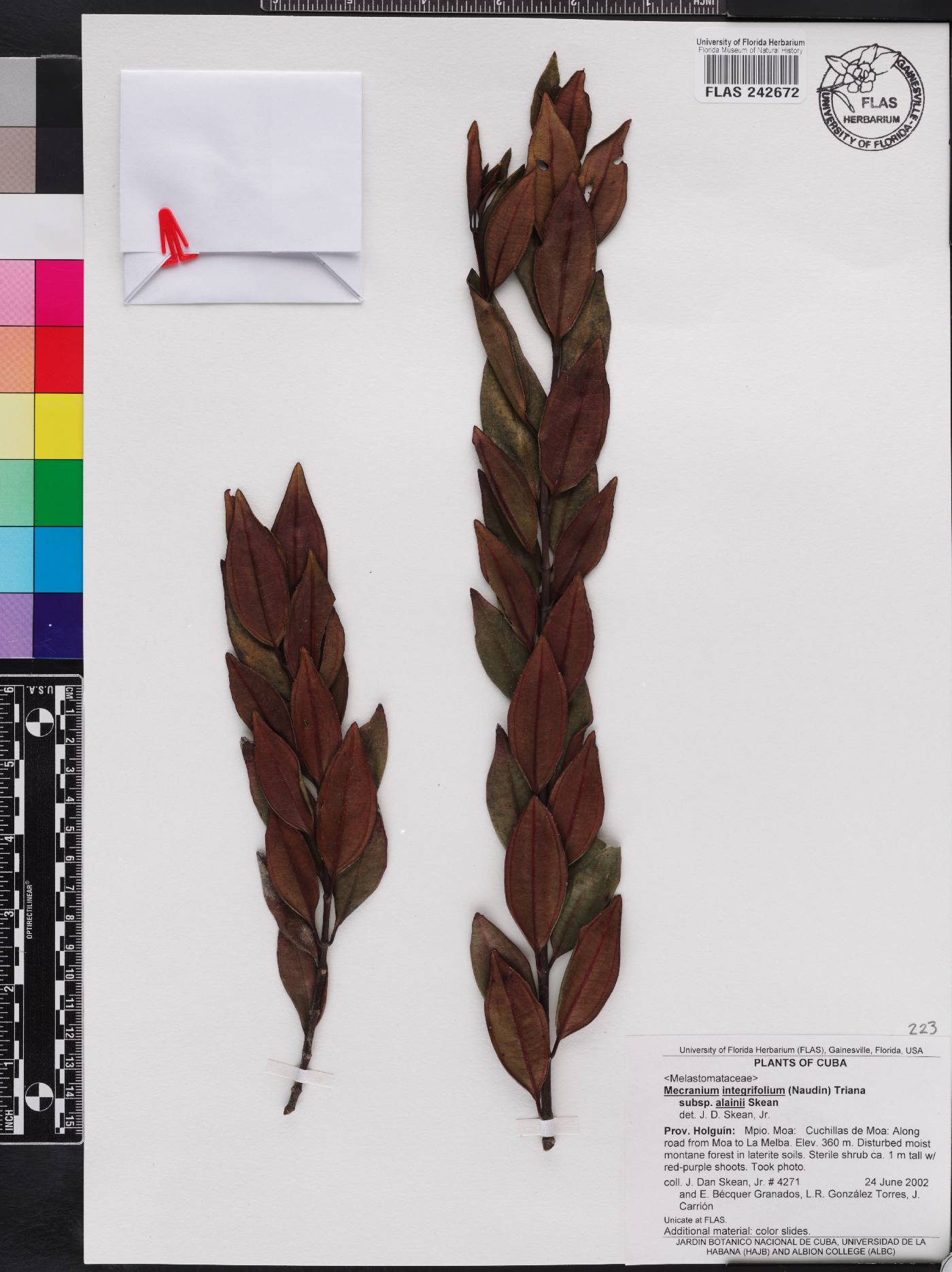Miconia antillana image