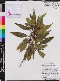 Miconia antillana subsp. antillana image