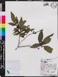 Miconia antillana subsp. antillana image