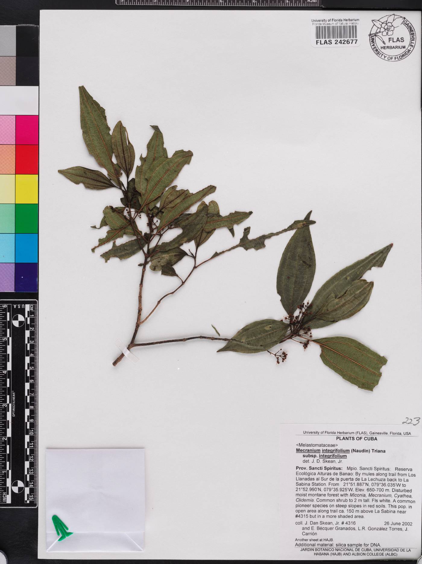 Miconia antillana subsp. antillana image