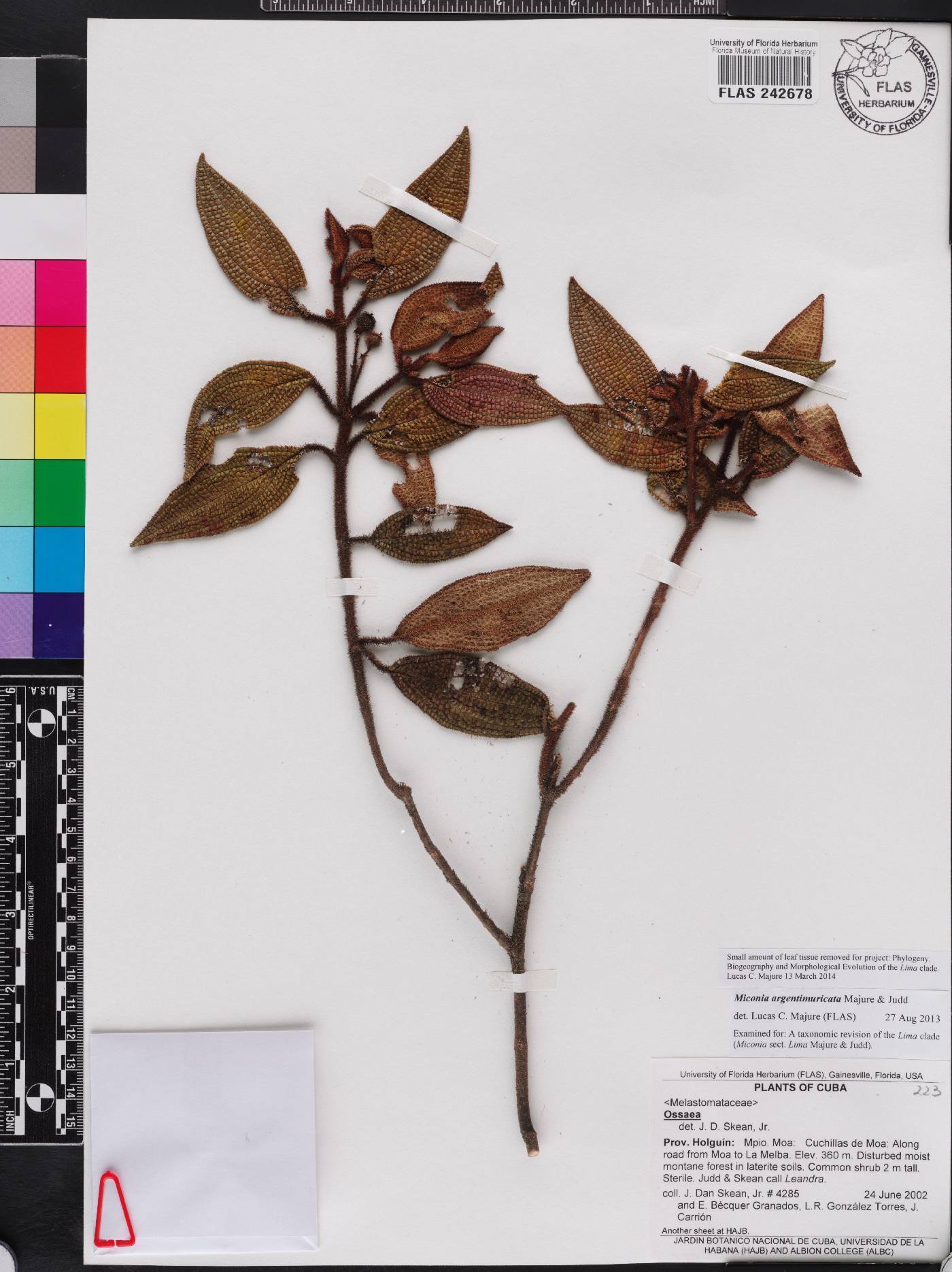 Miconia argentimuricata image