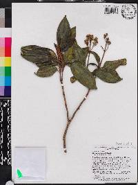 Miconia cubensis image