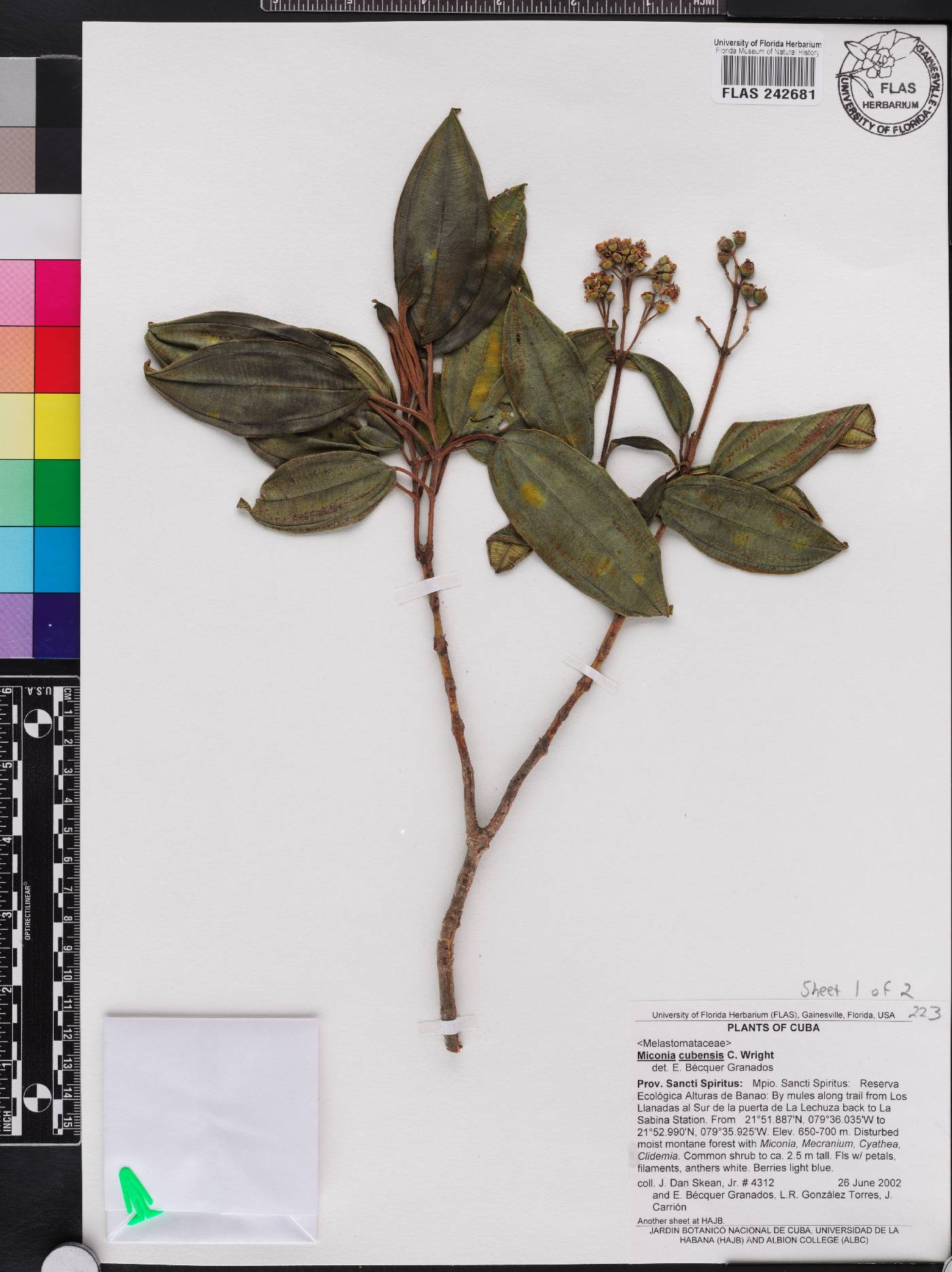 Miconia cubensis image