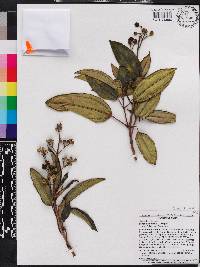 Miconia cubensis image