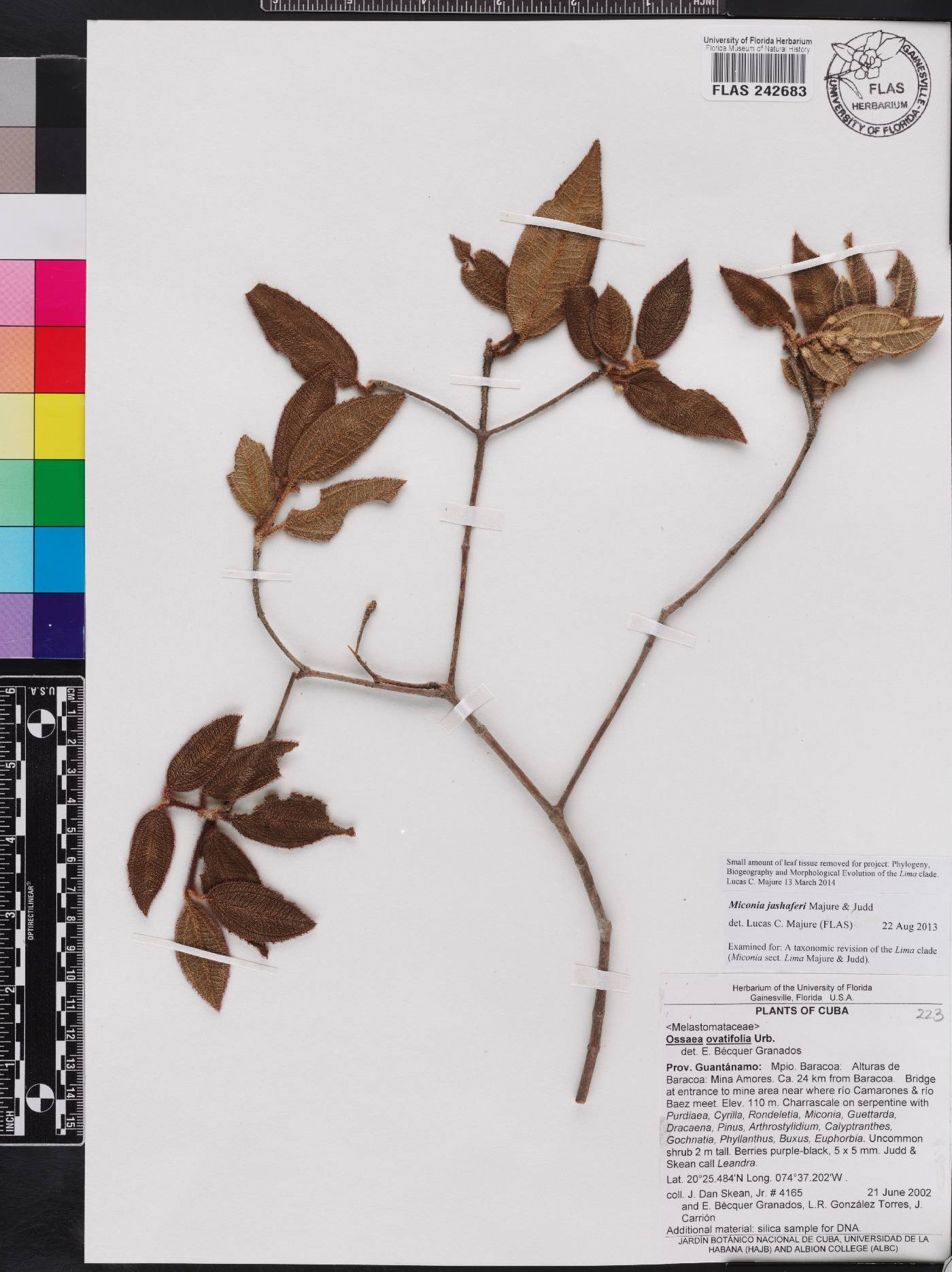 Miconia jashaferi image