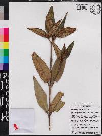Miconia clementii image