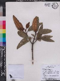 Miconia lindmanii image