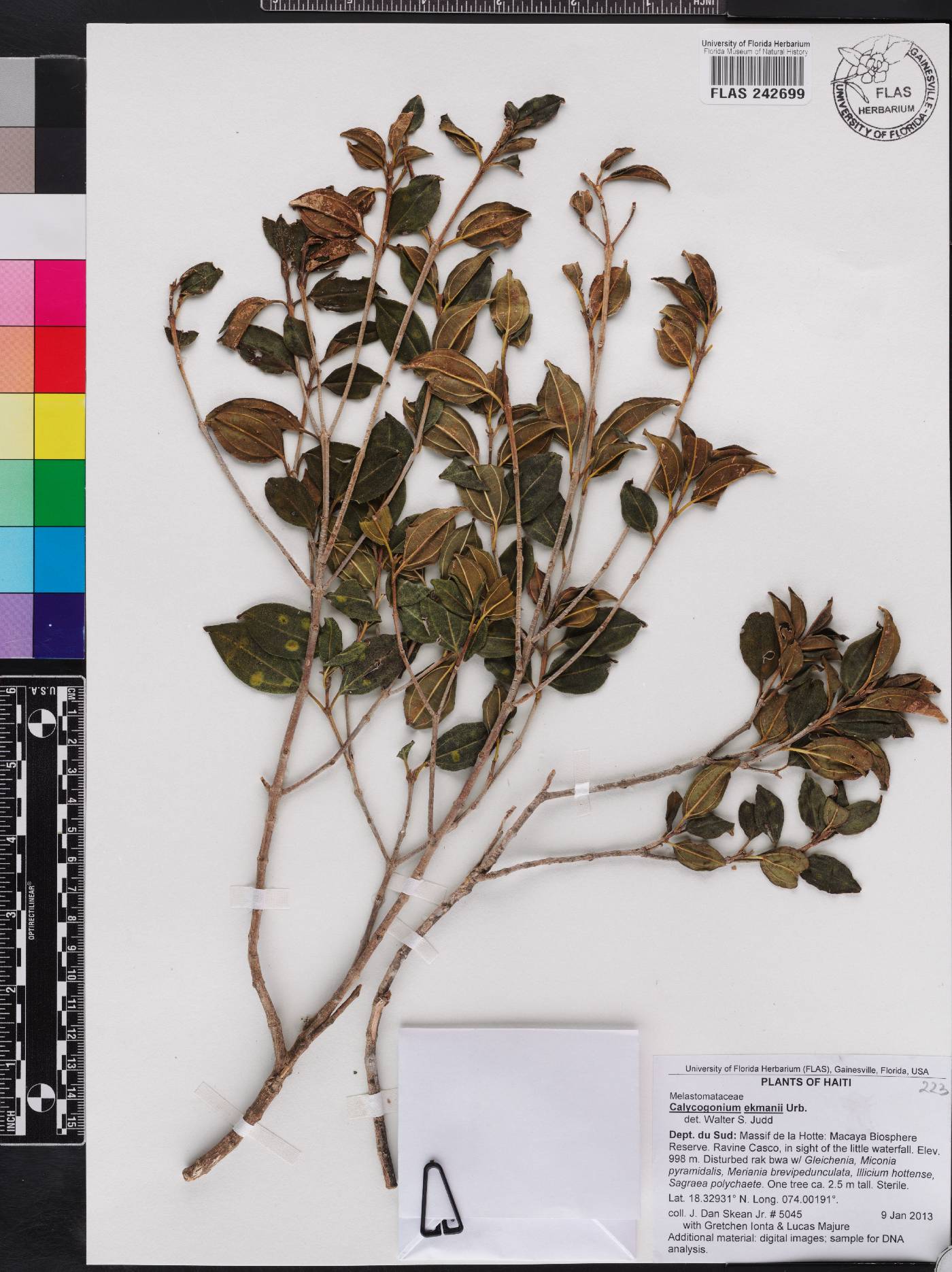 Miconia erikmaniana image