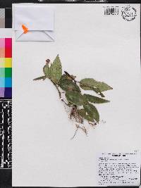 Miconia birimosa image