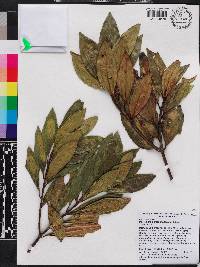 Miconia birimosa image
