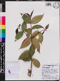 Miconia crassinervis image
