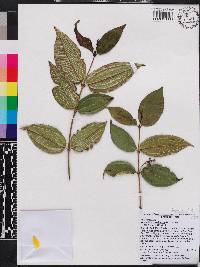 Miconia crassinervis image