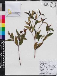 Miconia ayisyena image