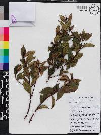 Miconia ayisyena image