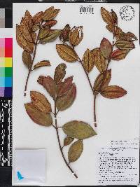 Miconia juddii image