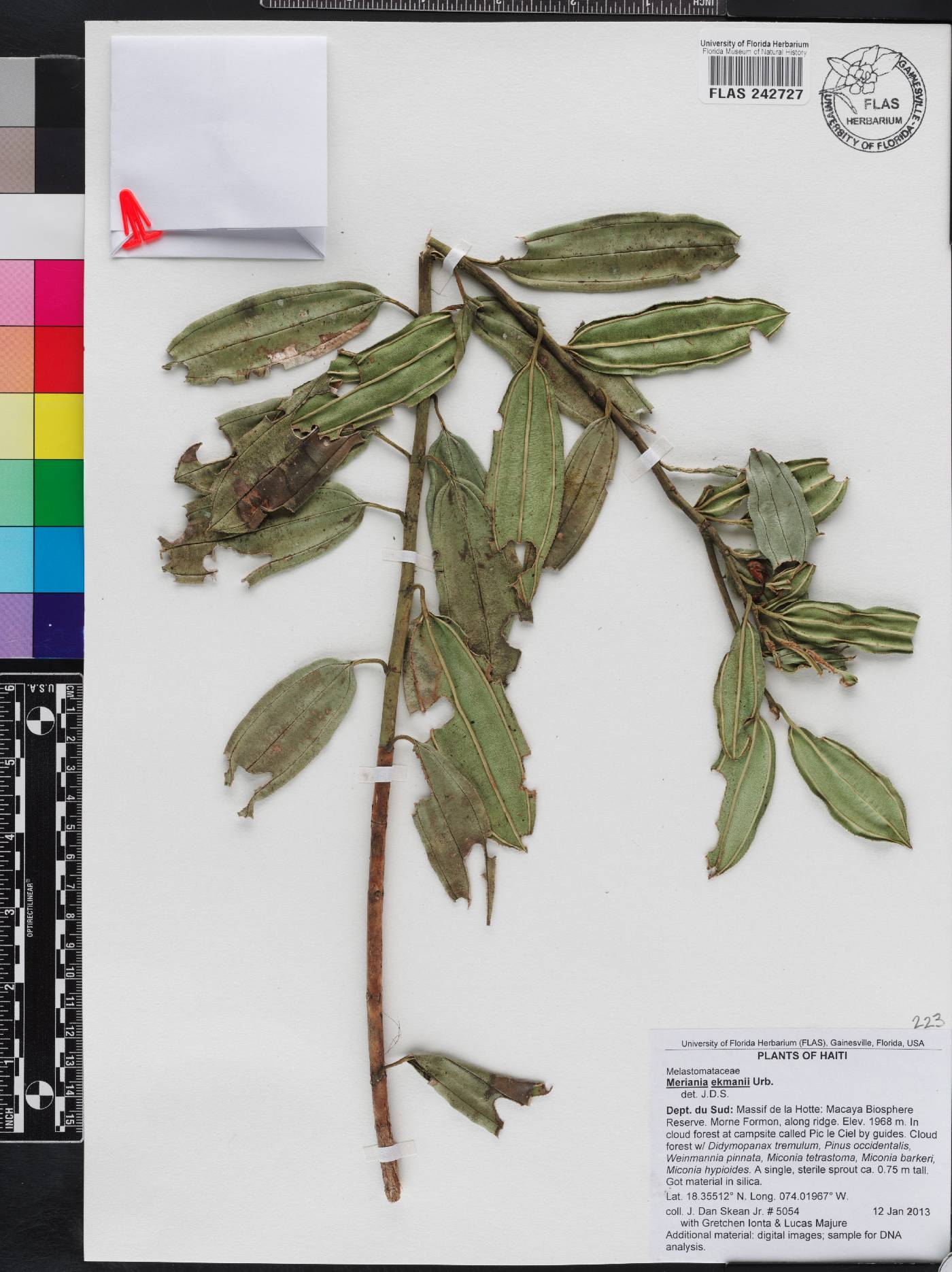 Meriania ekmanii image