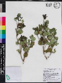Meriania parvifolia image