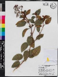 Miconia ferruginea image