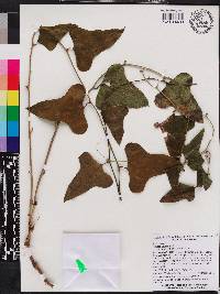 Smilax bona-nox image