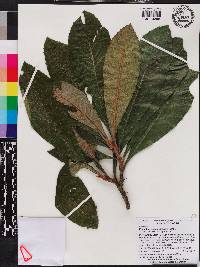 Eriobotrya japonica image