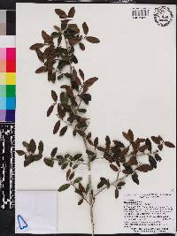 Ilex vomitoria image