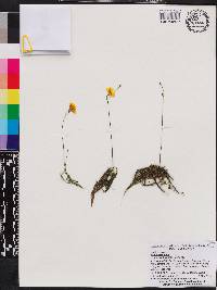 Utricularia gibba image