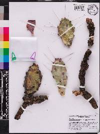 Opuntia mesacantha subsp. lata image