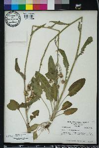 Packera tomentosa image