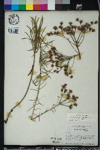 Vernonia angustifolia image