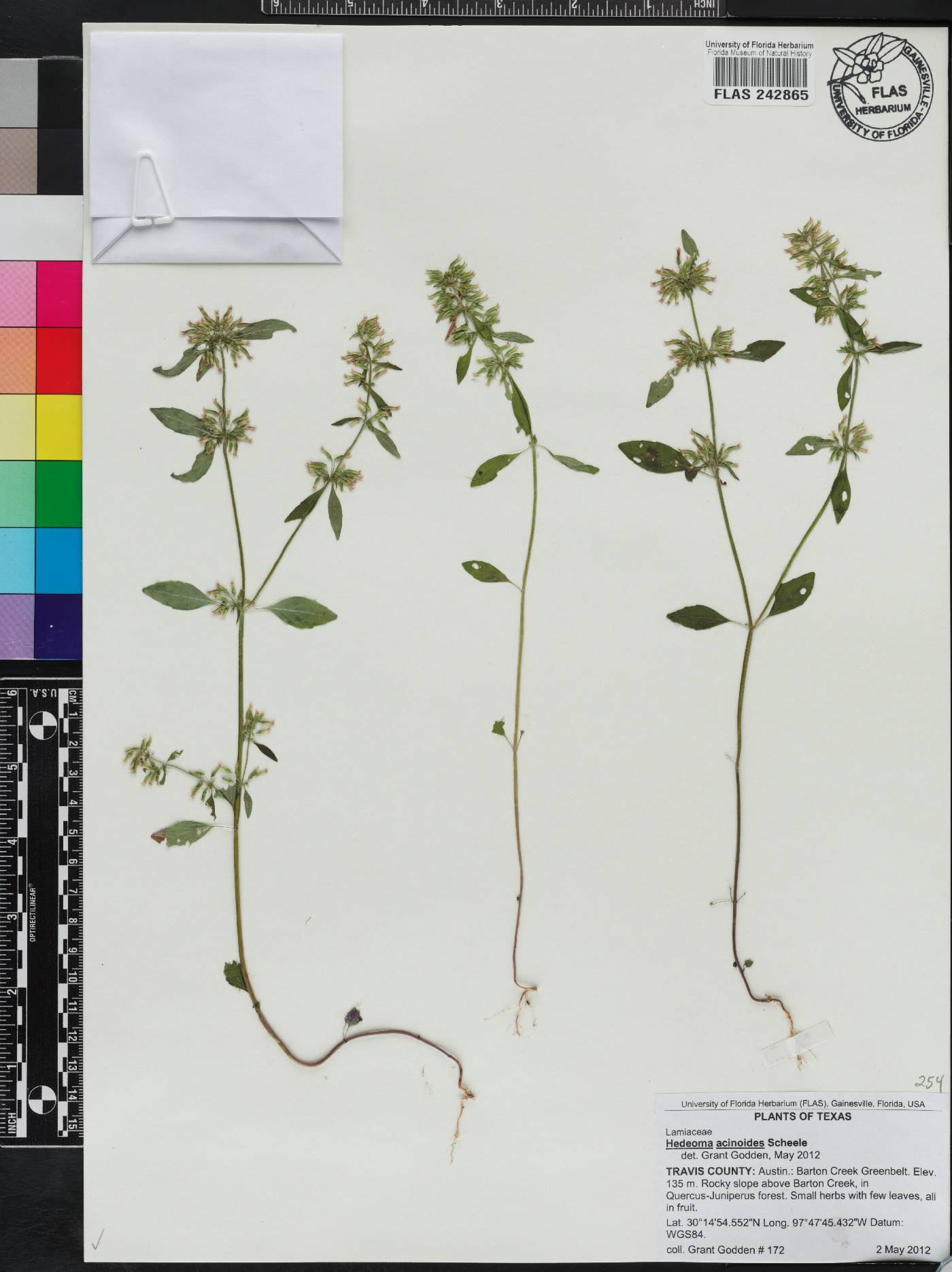 Hedeoma acinoides image