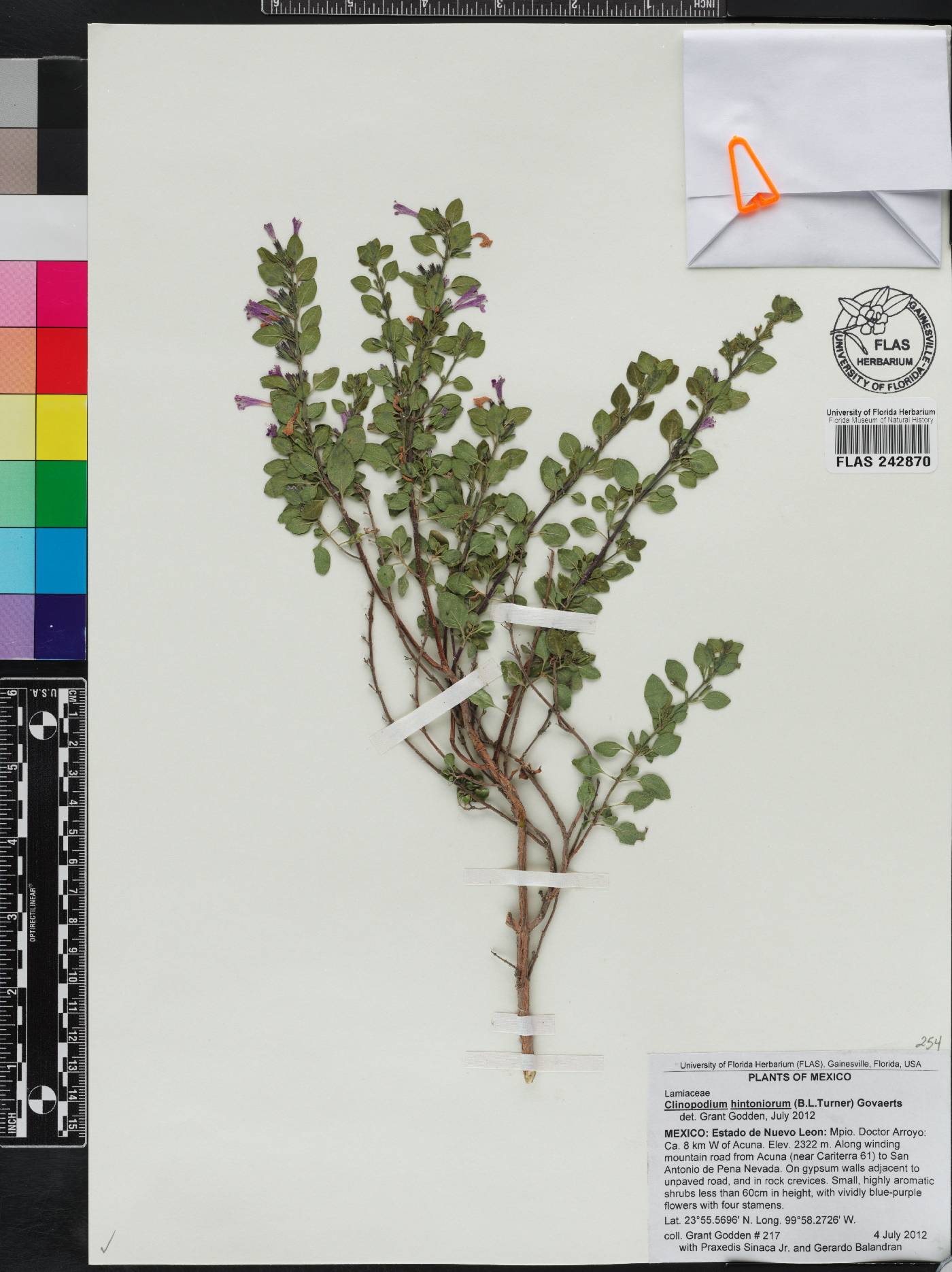 Clinopodium hintoniorum image