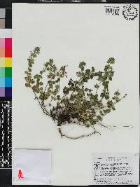 Hedeoma costata var. pulchella image