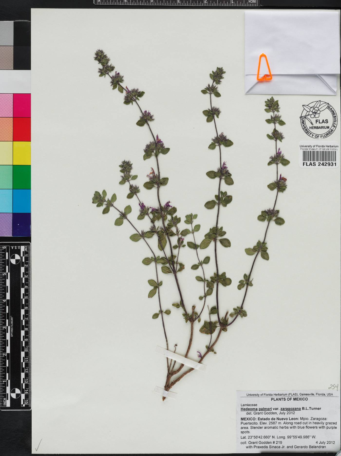 Hedeoma palmeri var. zaragozana image