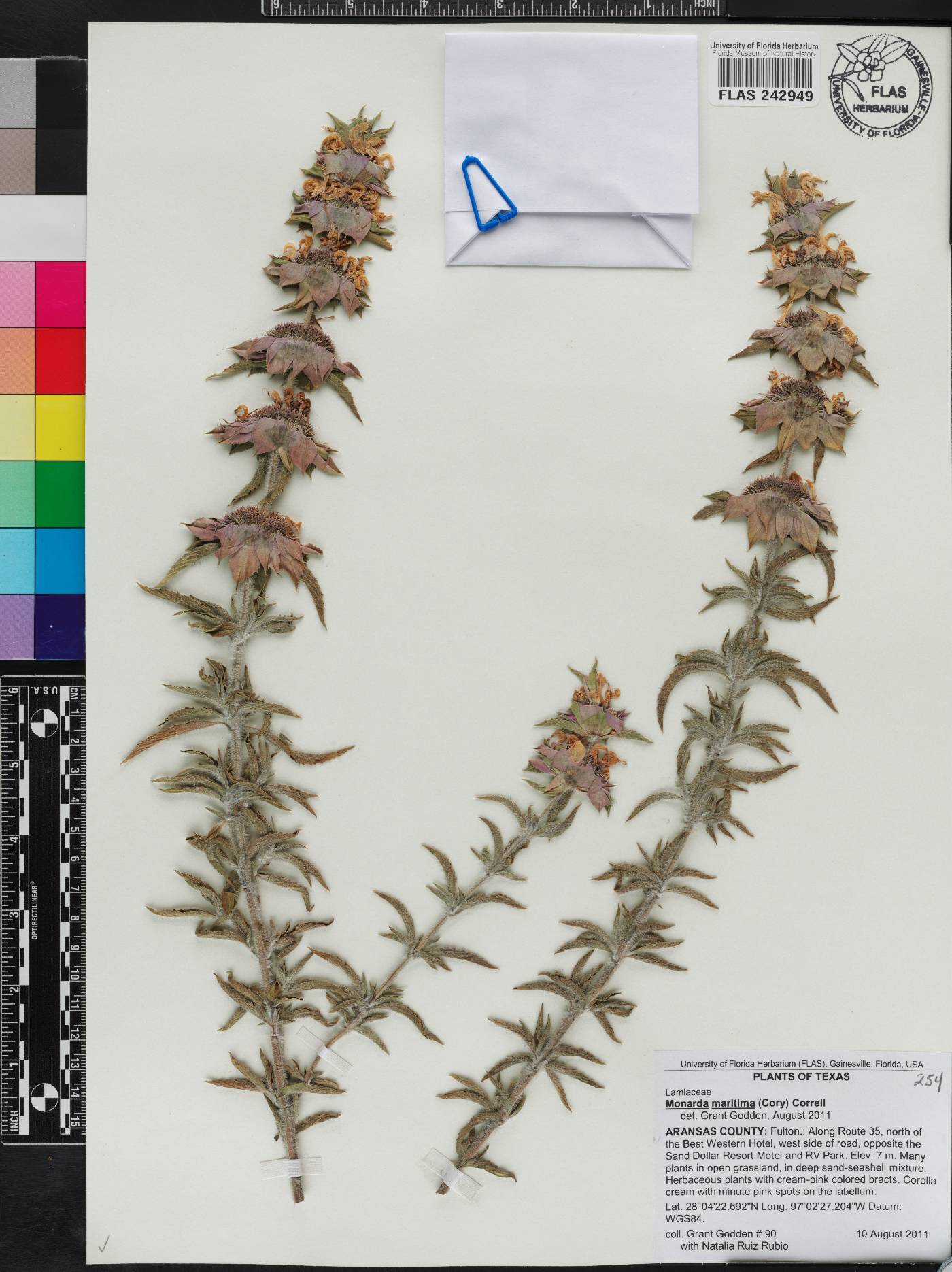 Monarda maritima image