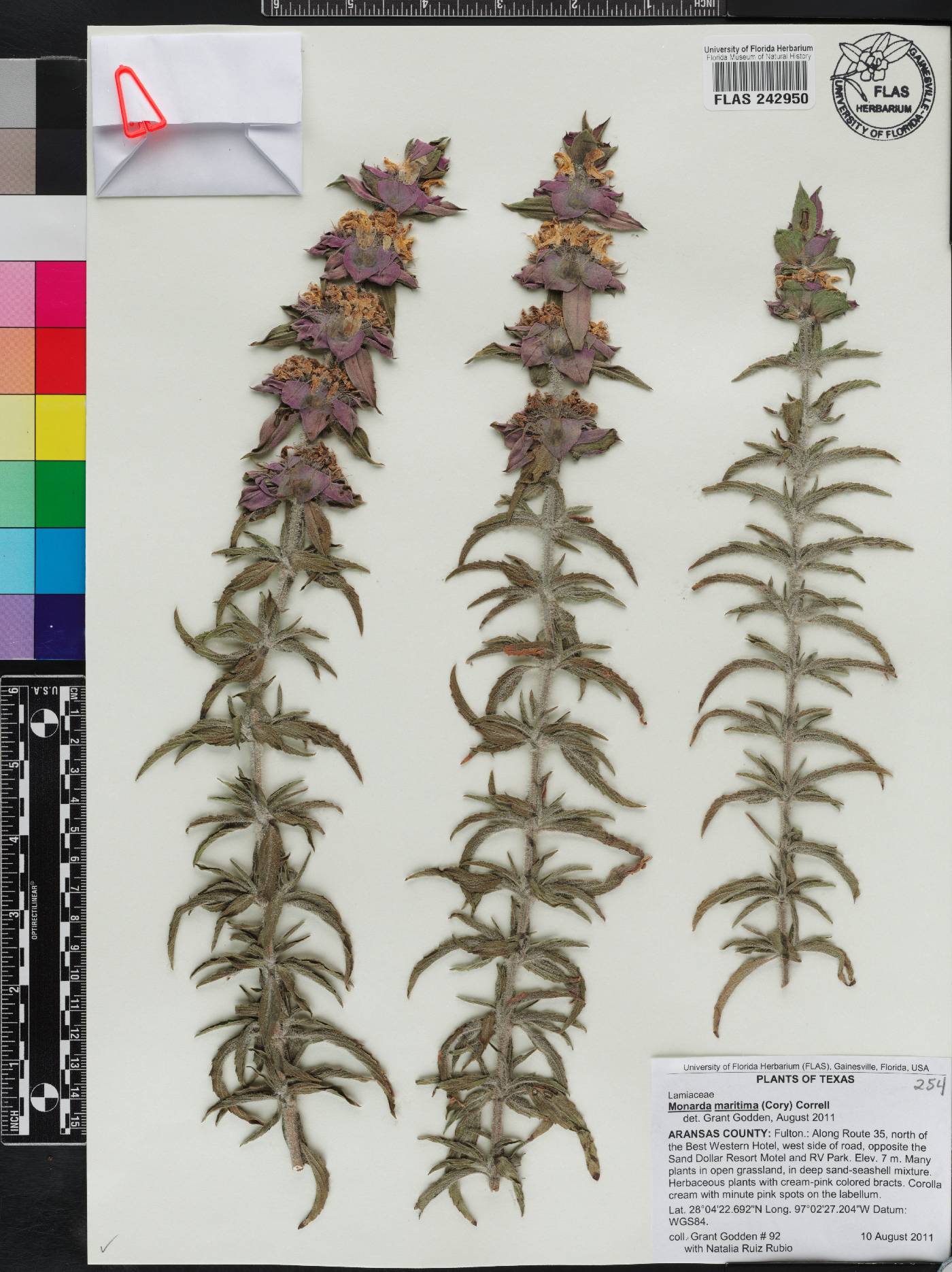 Monarda maritima image