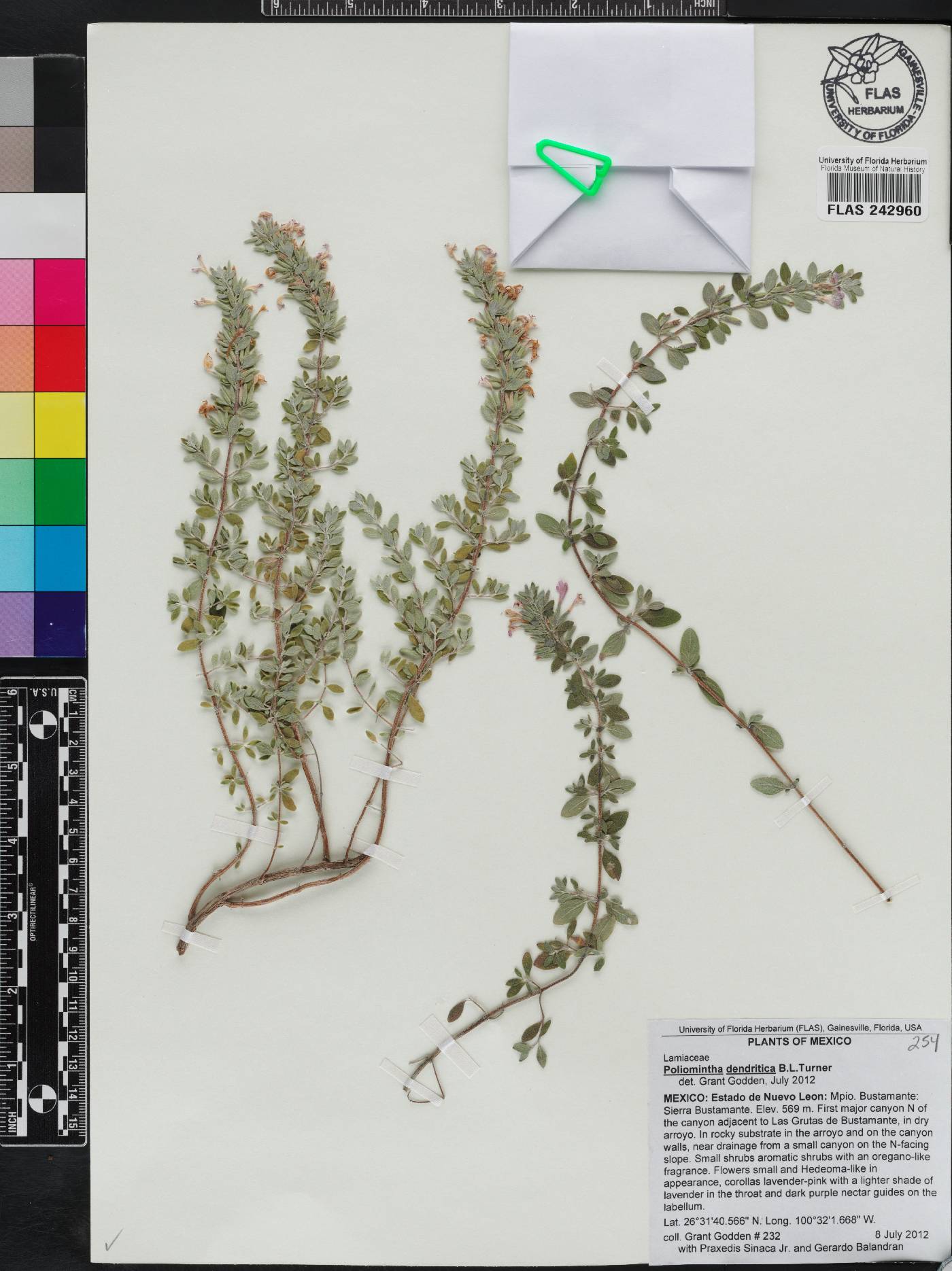 Poliomintha dendritica image