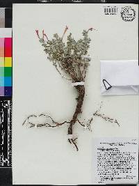 Poliomintha longiflora image